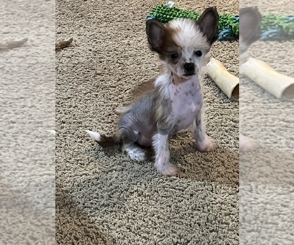 Medium Photo #4 Chinese Crested Puppy For Sale in ALVORD, TX, USA