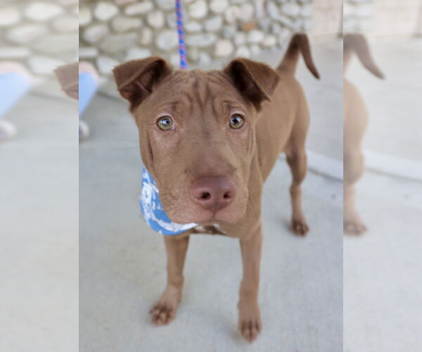 Medium Photo #9 Labrador Retriever-Unknown Mix Puppy For Sale in Dana Point, CA, USA