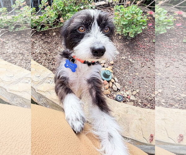 Medium Photo #4 Mutt Puppy For Sale in Corona, CA, USA