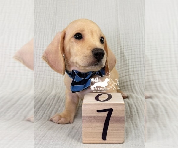 Medium Photo #9 Dachshund Puppy For Sale in SOUTH EASTON, MA, USA