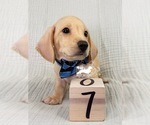 AKC Charlie - Male Dachshund Puppy for Sale - Photo #9