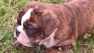 English Bulldogge Puppy for sale in ORANGE, VA, USA