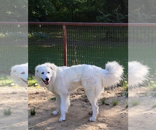 Medium Photo #9 Great Pyrenees Puppy For Sale in Spring, TX, USA