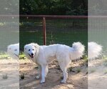 Small #8 Great Pyrenees