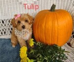 Small Photo #3 Cavachon-Poodle (Miniature) Mix Puppy For Sale in TUCSON, AZ, USA