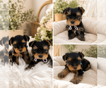 Image preview for Ad Listing. Nickname: Litter of 2
