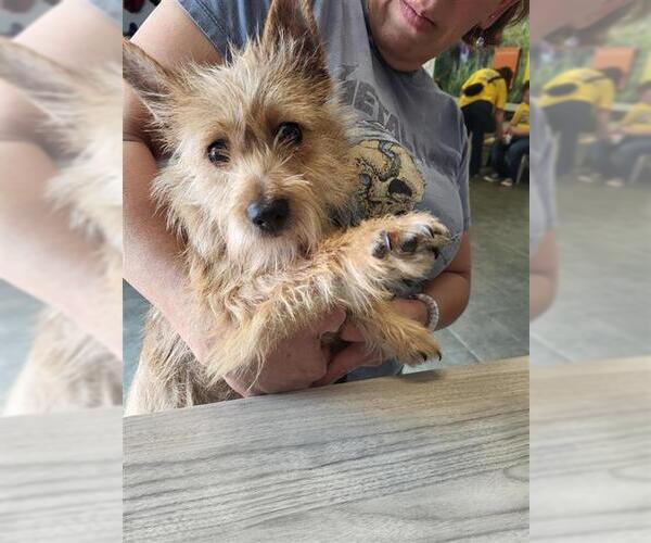 Medium Photo #1 Mutt Puppy For Sale in San Antonio, TX, USA