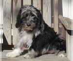 Small Photo #1 Aussiedoodle Puppy For Sale in FREDERICKSBURG, OH, USA