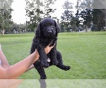 Small Photo #2 Australian Labradoodle Puppy For Sale in COLORADO SPRINGS, CO, USA