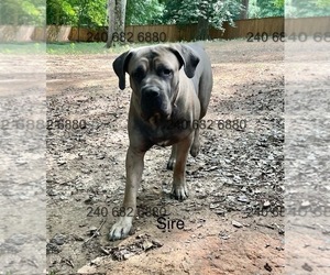 Father of the Cane Corso puppies born on 10/25/2025