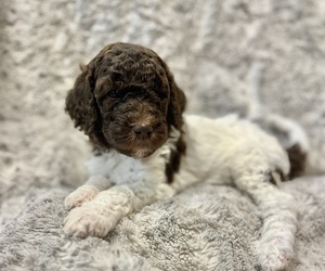 Double Doodle Puppy for sale in ANDERSON, SC, USA