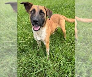 Mutt Dogs for adoption in Conroe, TX, USA