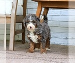 Small #3 Bernedoodle (Miniature)