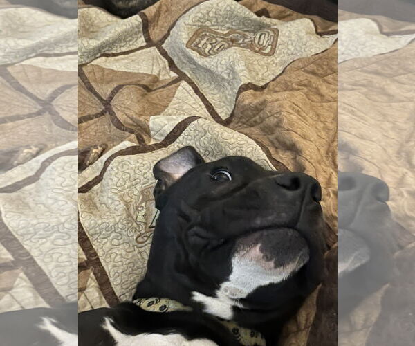Medium Photo #10 Mutt Puppy For Sale in Katy, TX, USA