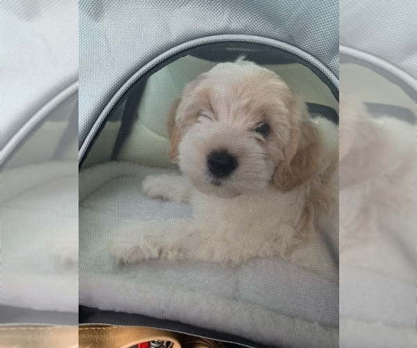 Medium Photo #4 Goldendoodle (Miniature) Puppy For Sale in EDGEWATER, FL, USA