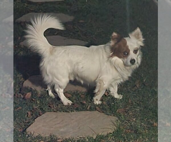 Medium Photo #2 Pembroke Welsh Corgi-Pomeranian Mix Puppy For Sale in San Antonio, TX, USA