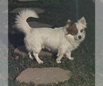Small #1 Pembroke Welsh Corgi-Pomeranian Mix