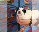 Small #3 Pembroke Welsh Corgi-Poodle (Miniature) Mix
