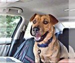 Small #1 Black Mouth Cur