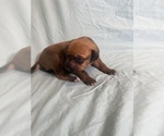 Small Photo #6 Rhodesian Ridgeback Puppy For Sale in KELLER, TX, USA