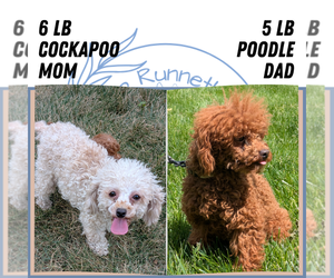 Mother of the Cockapoo puppies born on 05/31/2025