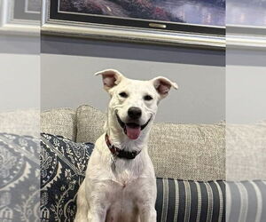 Labrador Retriever-Unknown Mix Dogs for adoption in San Diego, CA, USA