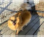 Small Pomeranian