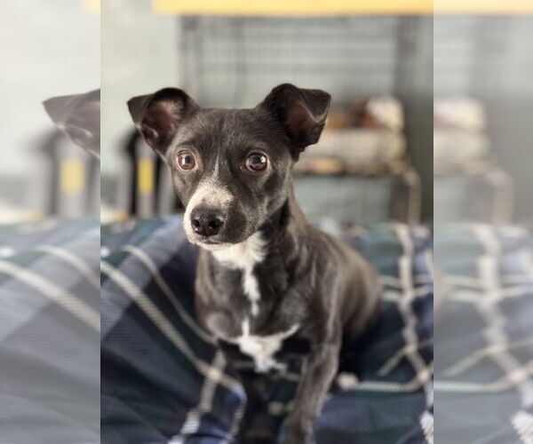 Medium Photo #2 Chihuahua-Unknown Mix Puppy For Sale in Bellevue, WA, USA