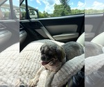 Small #4 Shih Tzu