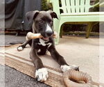 Small #1 Labrador Retriever Mix