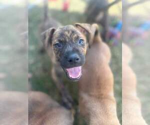 Bullboxer Pit Dogs for adoption in New London, WI, USA