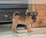 Puppy 3 Jug