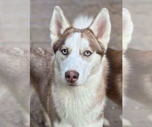 Siberian Husky Dogs for adoption in Matawan, NJ, USA
