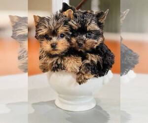 Yorkshire Terrier Puppy for sale in WEST PALM BEACH, FL, USA