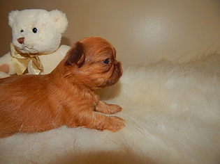 Shih Tzu Puppy for sale in SMITHS CREEK, MI, USA