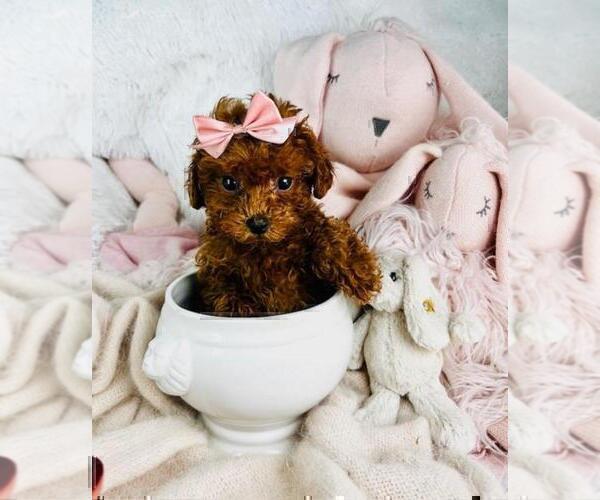 Medium Photo #7 Poodle (Toy) Puppy For Sale in FORT LAUDERDALE, FL, USA