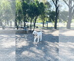Small #1 Goldendoodle