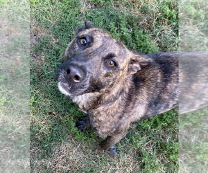 Dutch Shepherd -Plott Hound Mix Dogs for adoption in Lexington, SC, USA