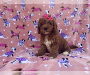 Cavapoo Puppy for sale in LAKELAND, FL, USA