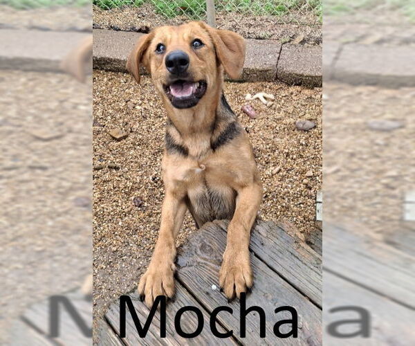 Medium Photo #1 Labrador Retriever-Unknown Mix Puppy For Sale in Mountain View, AR, USA