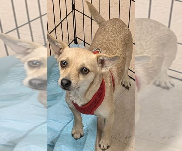 Medium Photo #4 Chihuahua-Unknown Mix Puppy For Sale in San Bernardino, CA, USA