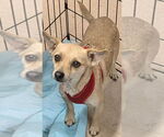 Small #3 Chihuahua Mix