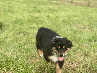 Australian Shepherd Puppy for sale in MONROE, GA, USA
