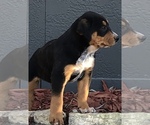 Puppy 4 Australian Cattle Dog-Black Mouth Cur Mix