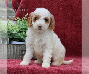 Goldendoodle (Miniature) Puppy for sale in EPHRATA, PA, USA