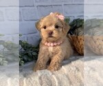 Small #10 Maltipoo