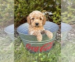 Small #3 Cockapoo