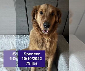 Golden Retriever Dogs for adoption in West Hollywood, CA, USA