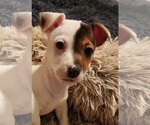 Puppy 1 Jack Russell Terrier