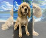 Small #5 Cocker Spaniel